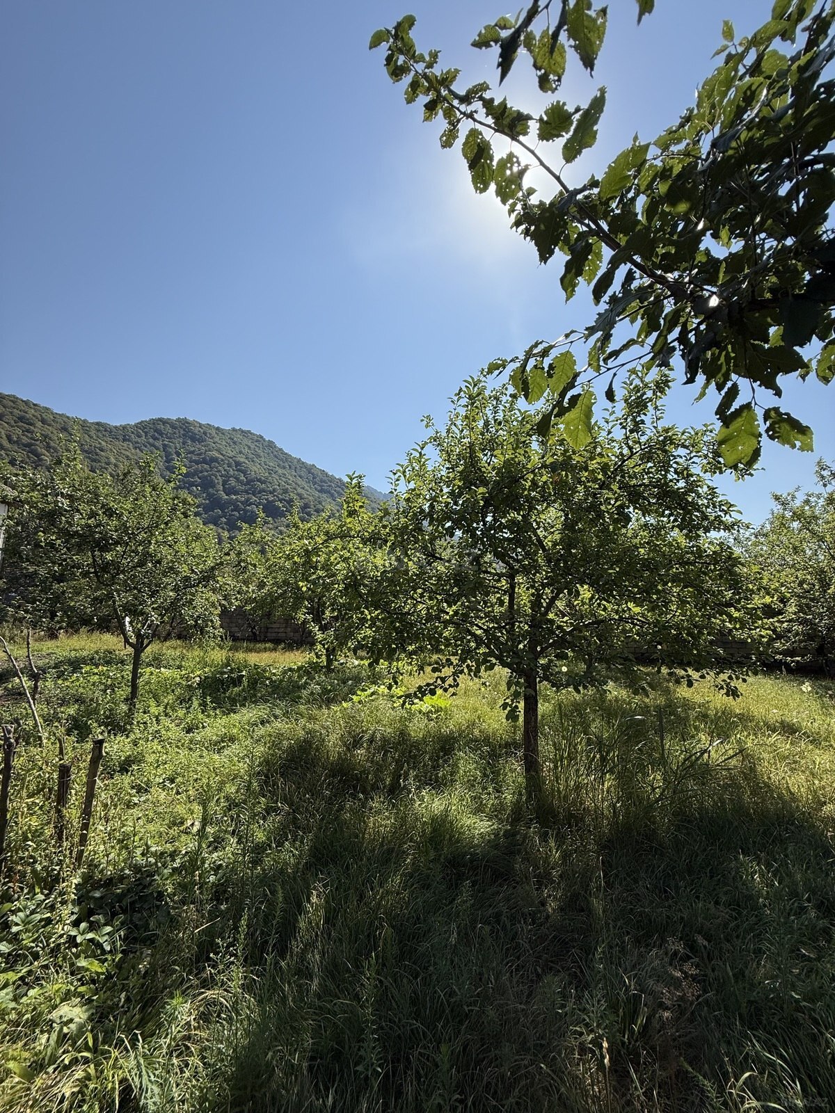 Torpaq İsmayıllı