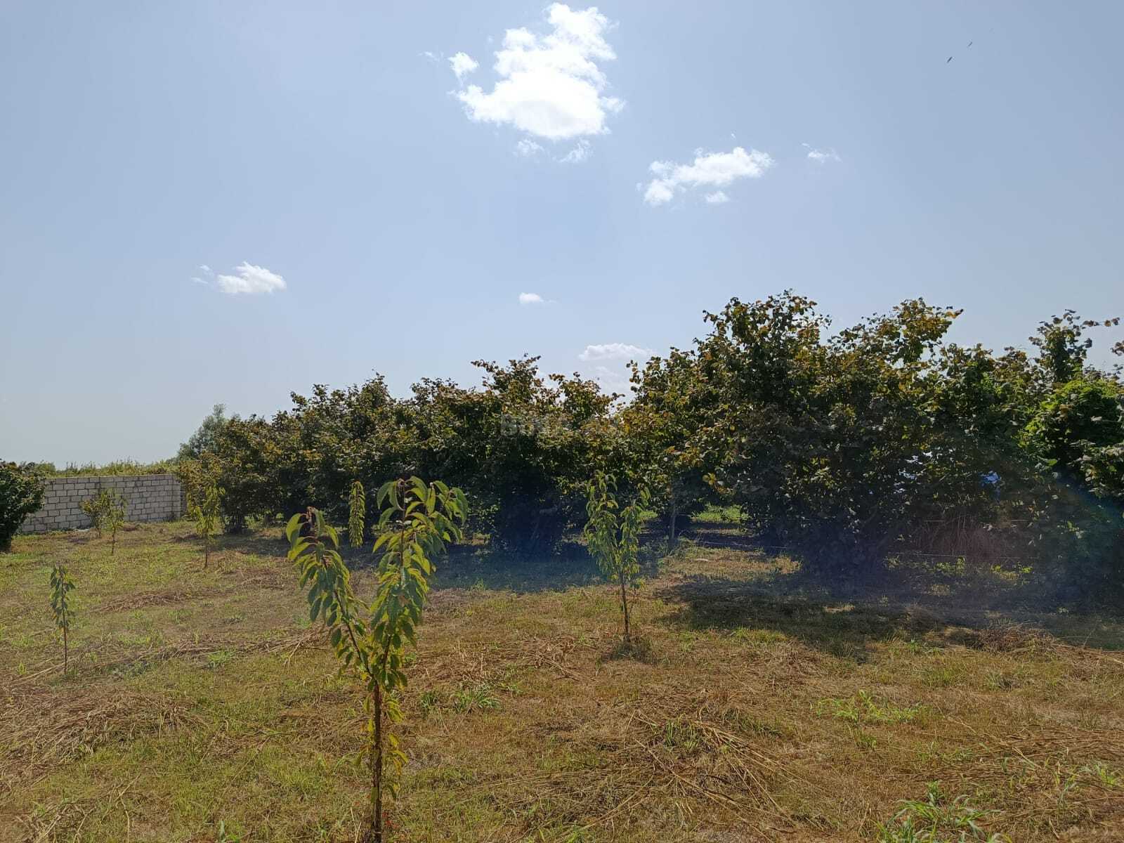 Torpaq Xaçmaz r., Xaçmaz