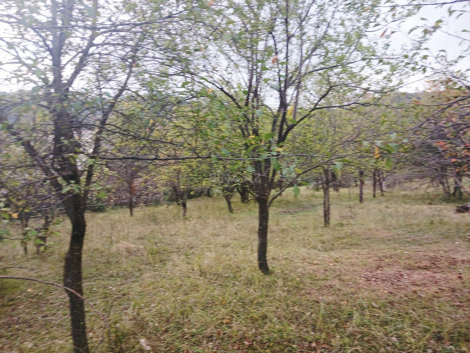 Torpaq Qəbələ