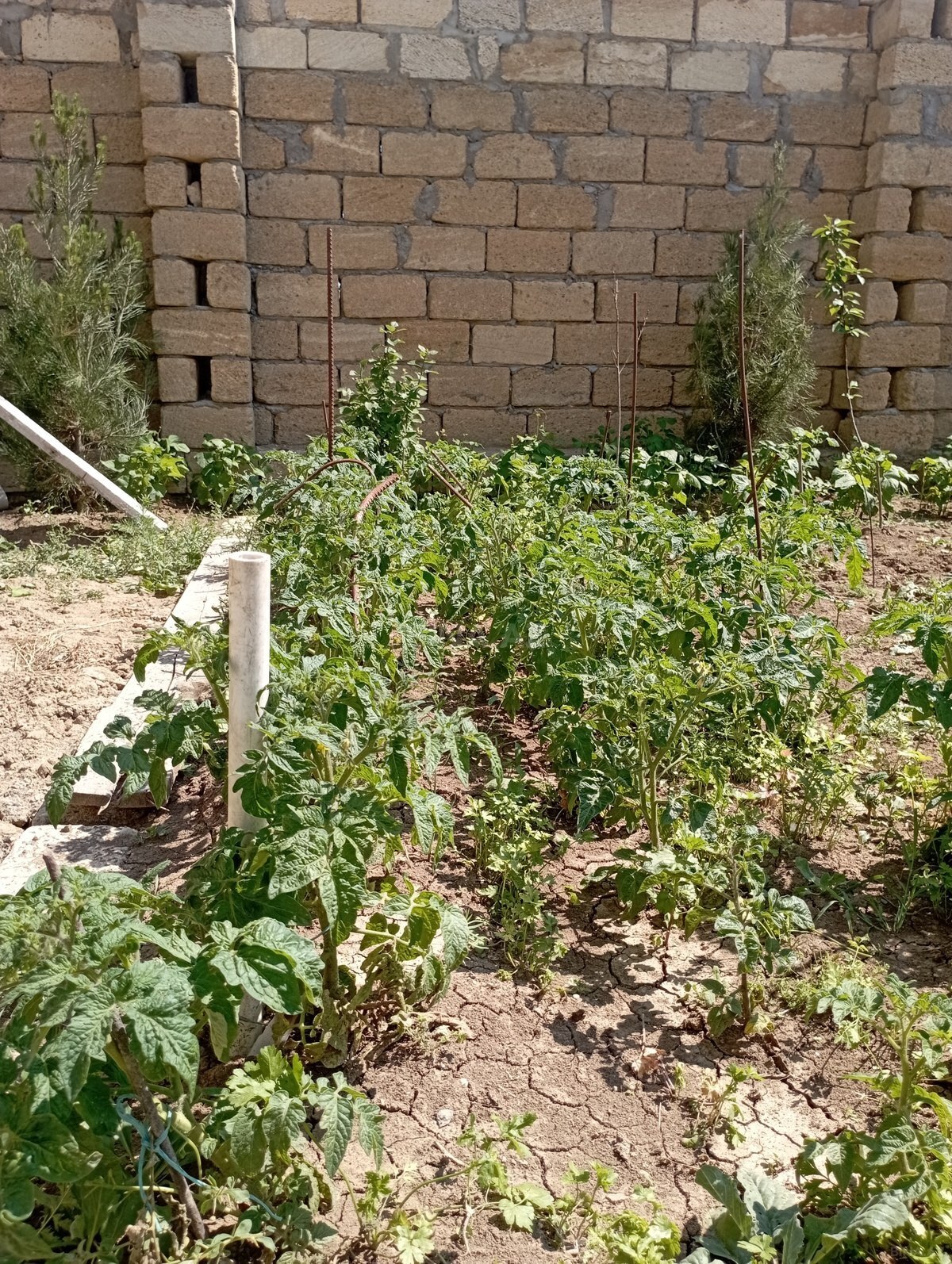 5 otaqlı Həyət evi/Bağ evi, Qobu q., Bakı