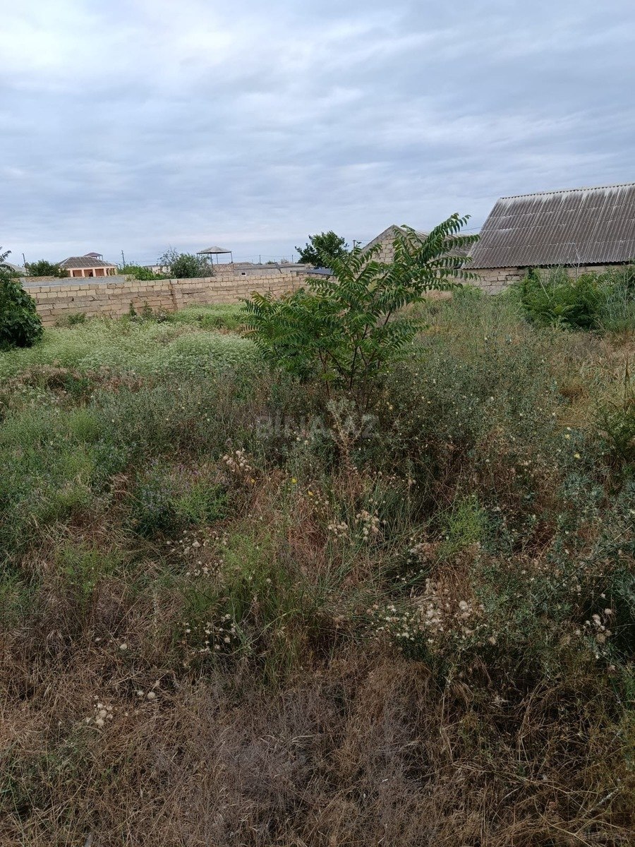 Torpaq Pirşağı q., Bakı