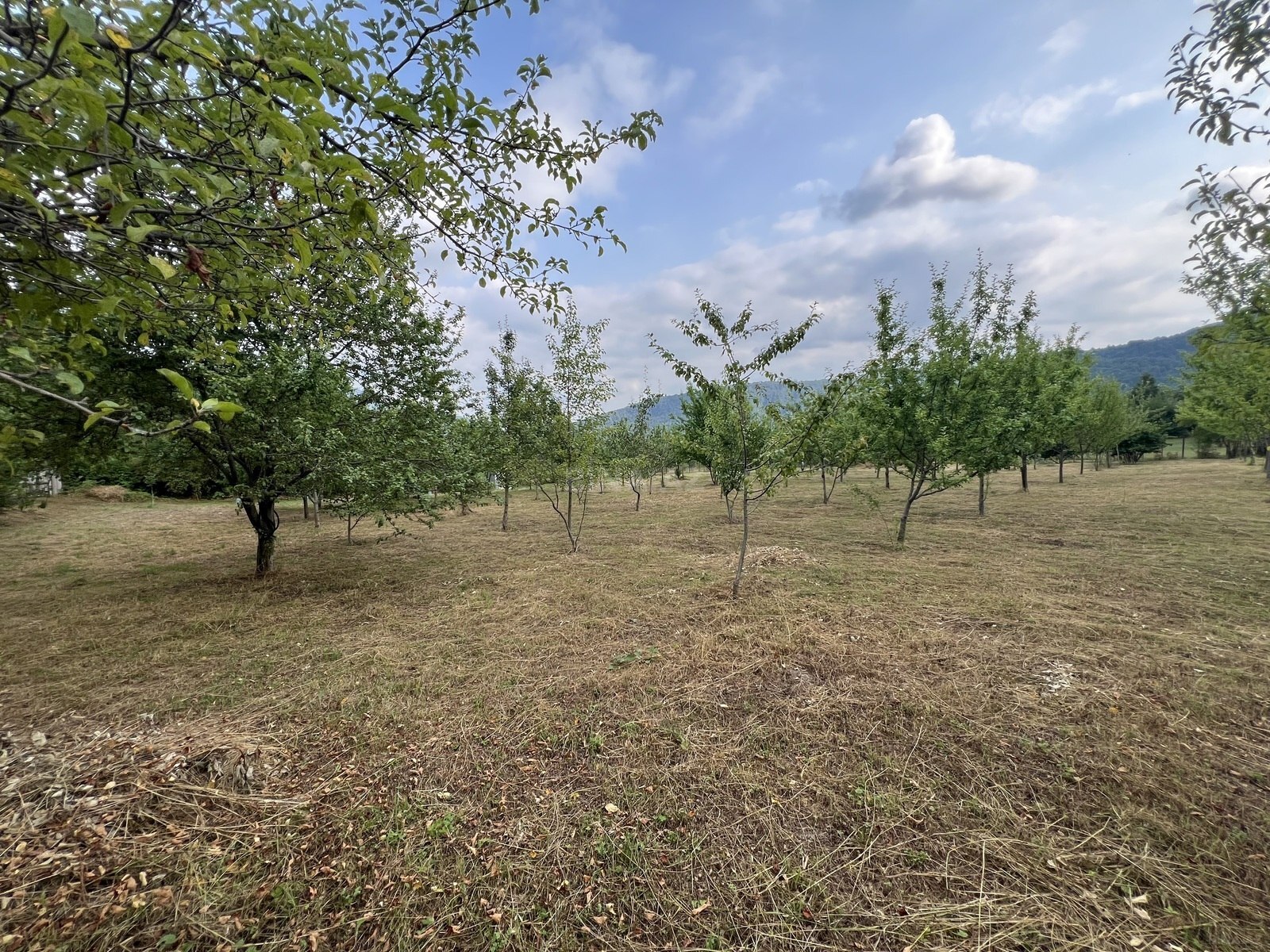 Torpaq İsmayıllı