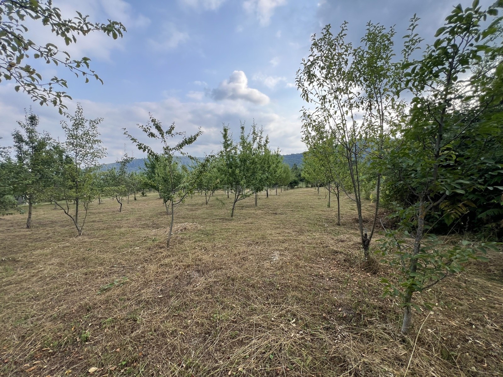 Torpaq İsmayıllı