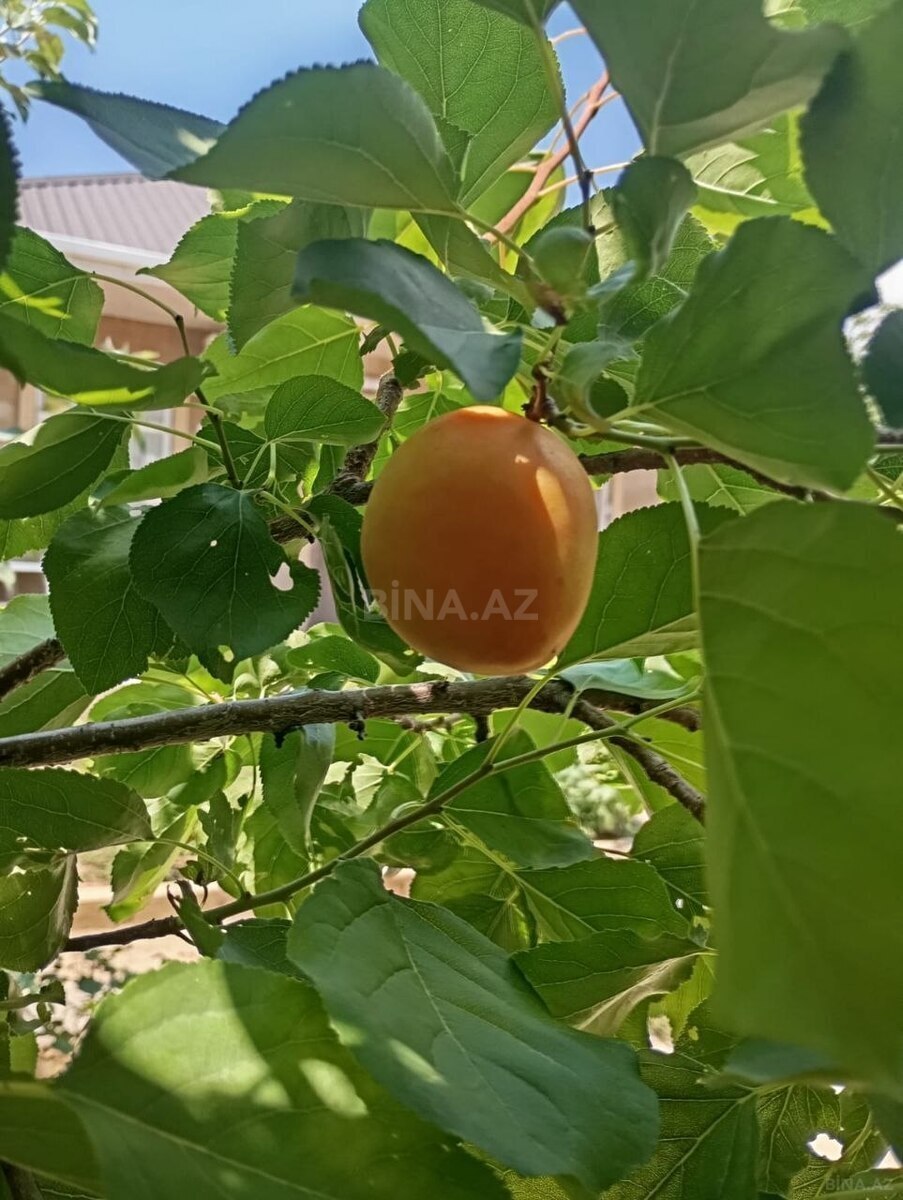 3 otaqlı Həyət evi/Bağ evi, Maştağa q., Bakı