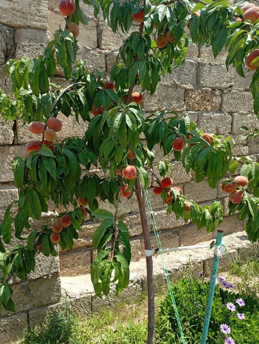 3 otaqlı Həyət evi/Bağ evi, Maştağa q., Bakı
