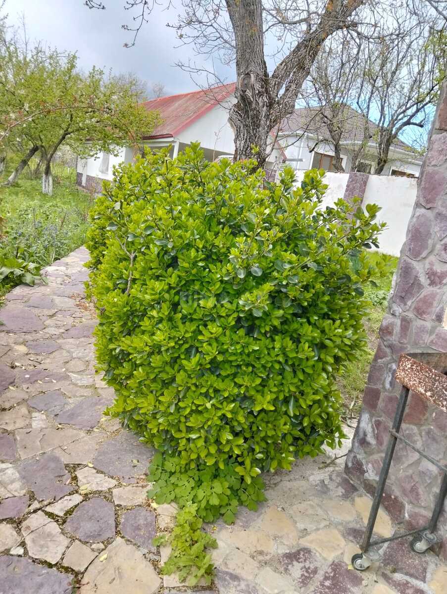 4 otaqlı Həyət evi/Bağ evi, Şamaxı