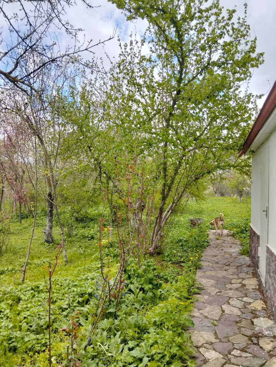 4 otaqlı Həyət evi/Bağ evi, Şamaxı