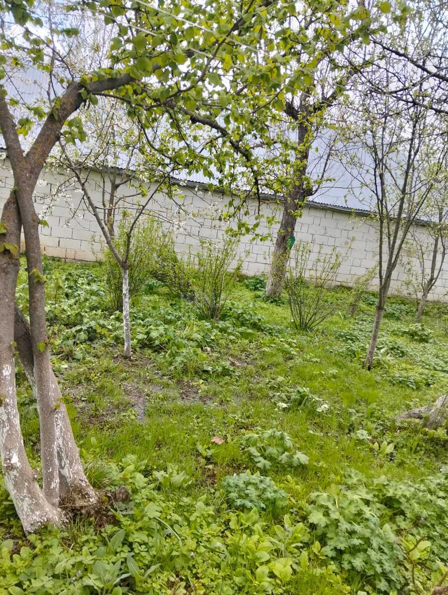 4 otaqlı Həyət evi/Bağ evi, Şamaxı