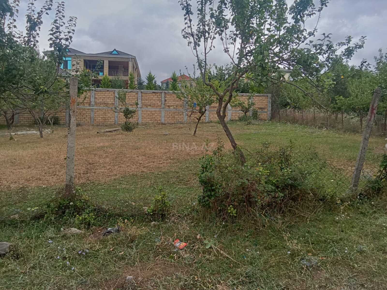 Torpaq Şamaxı