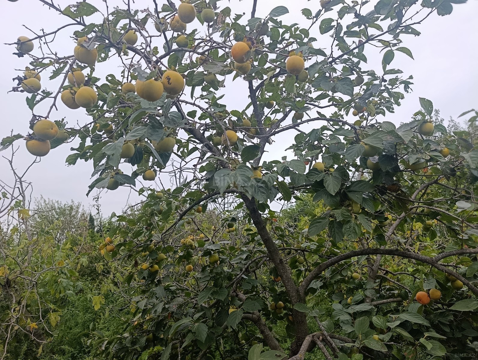 Torpaq Görədil q., Bakı