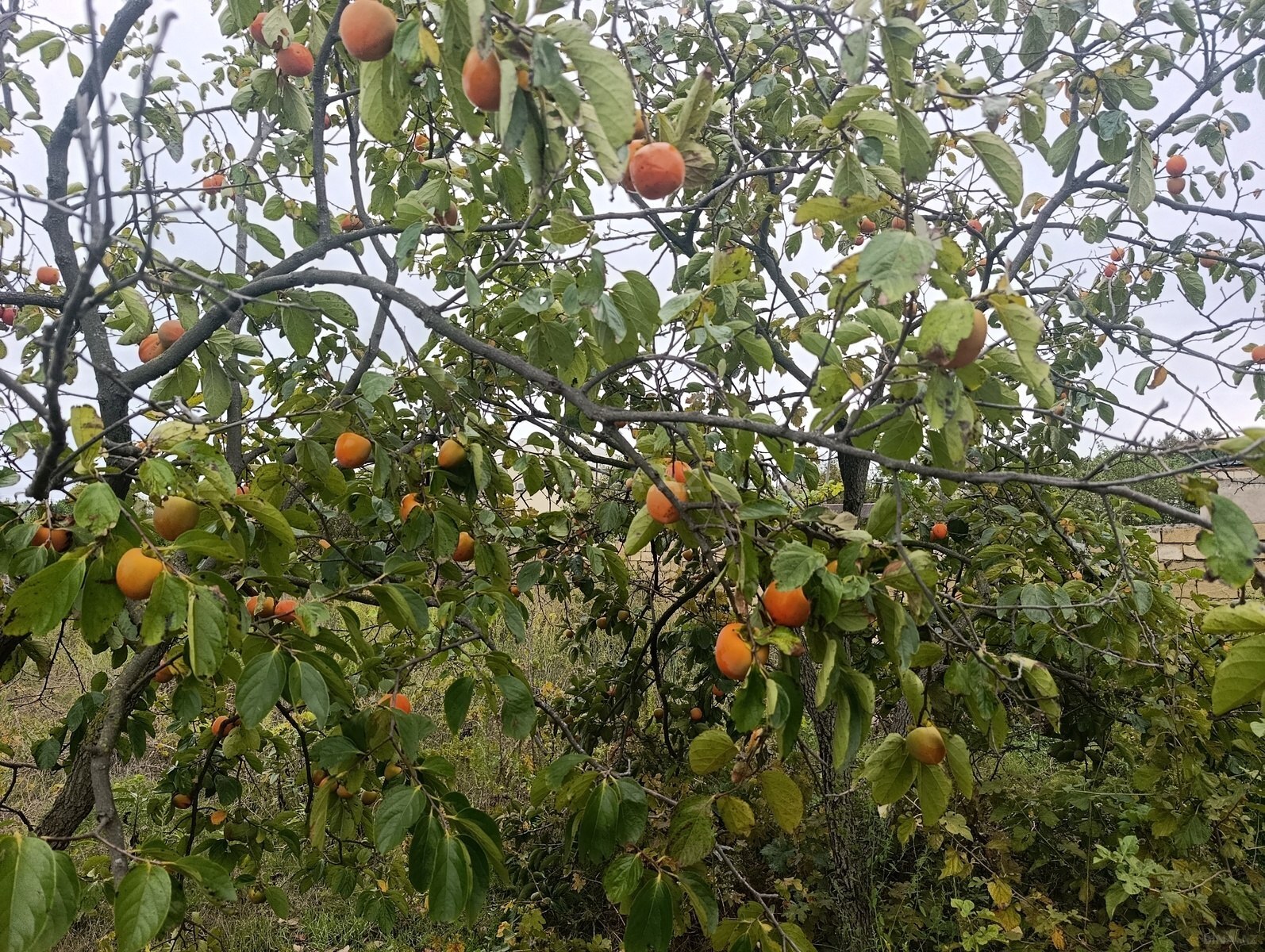 Torpaq Görədil q., Bakı