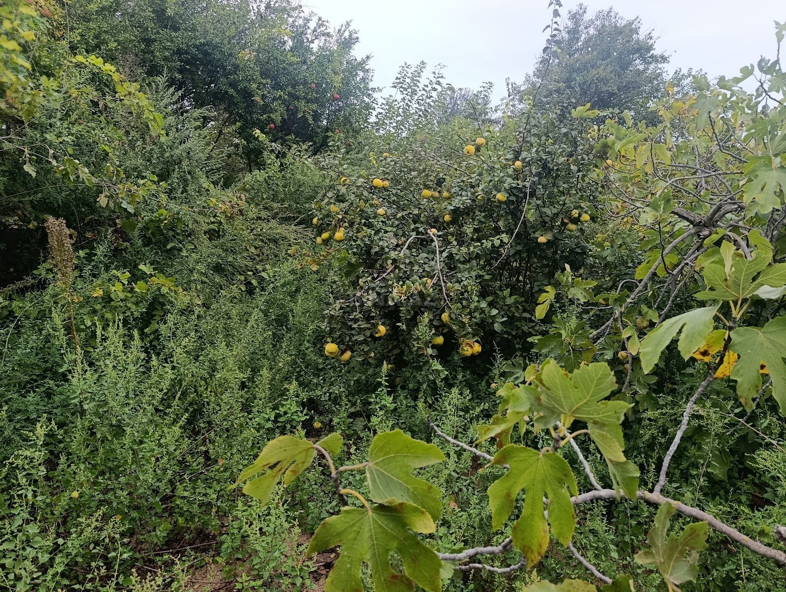 Torpaq Görədil q., Bakı