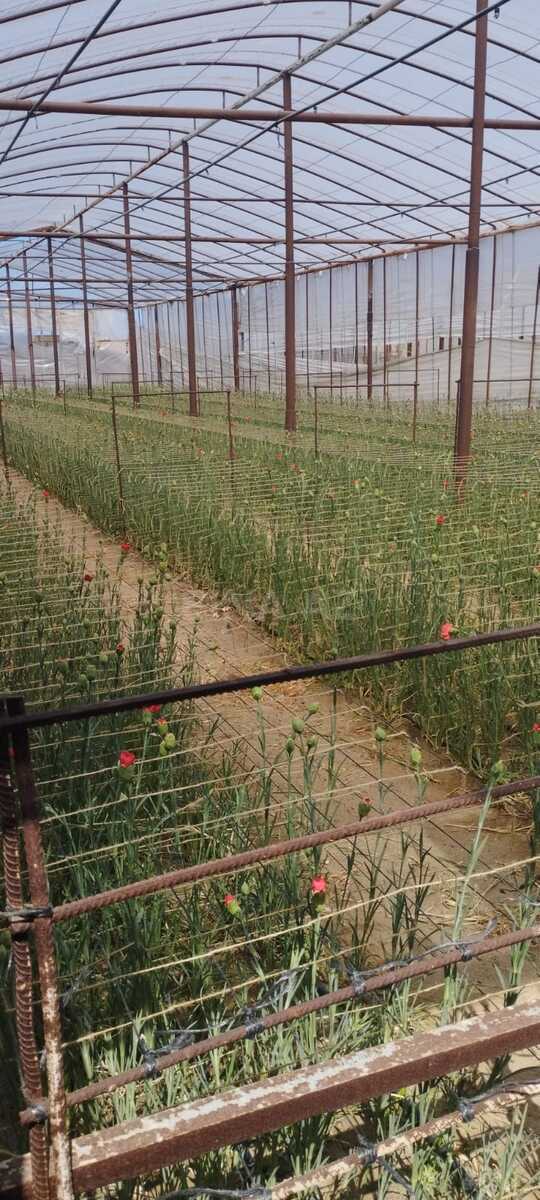 Torpaq Nardaran q., Bakı