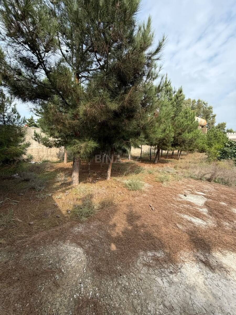 Torpaq Şüvəlan q., Bakı
