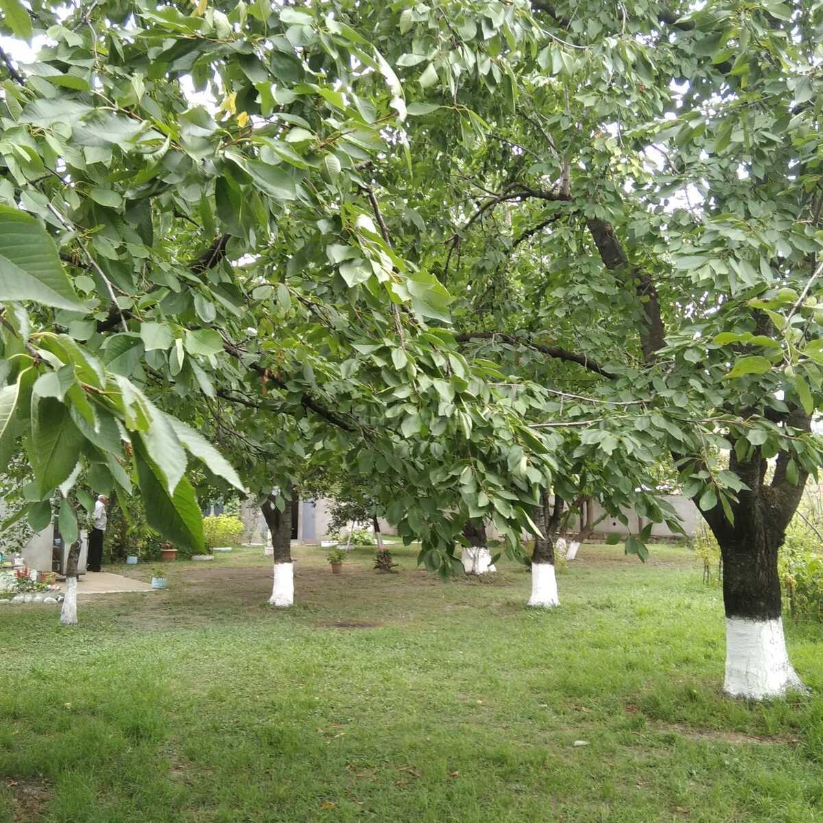 2 otaqlı Həyət evi/Bağ evi, Quba
