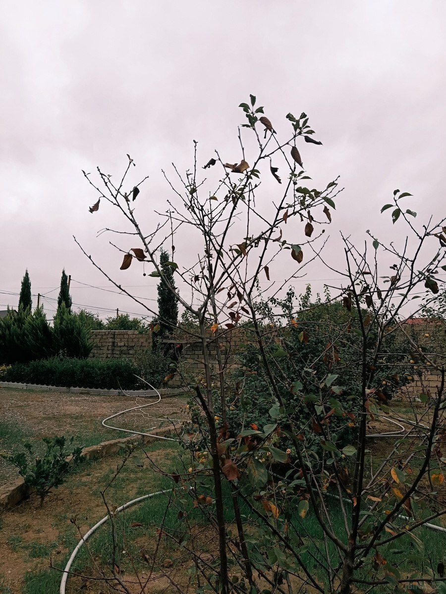 7 otaqlı Həyət evi/Bağ evi, Buzovna q., Bakı