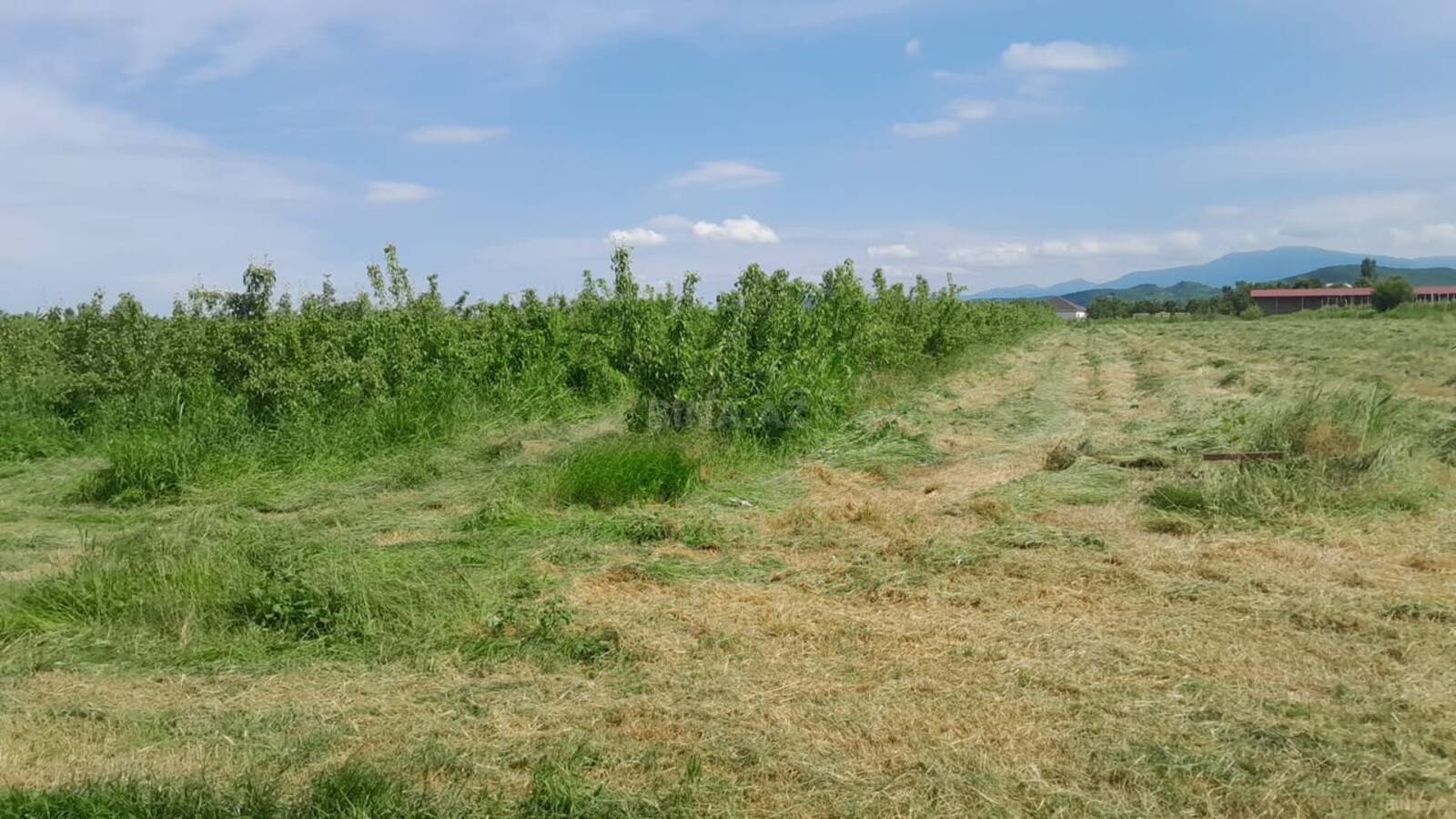Torpaq Quba