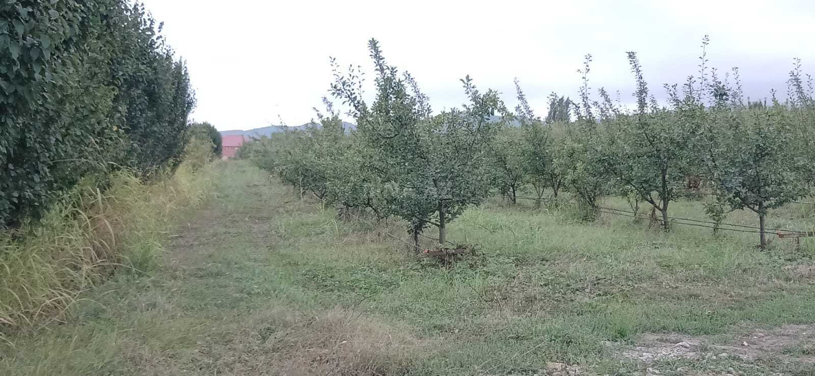 Torpaq Quba