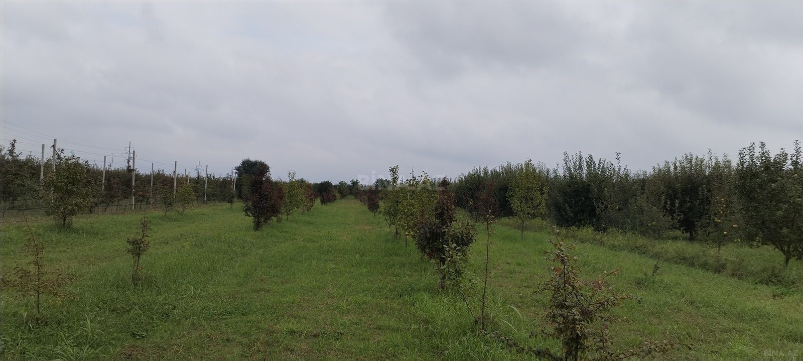 Torpaq Quba