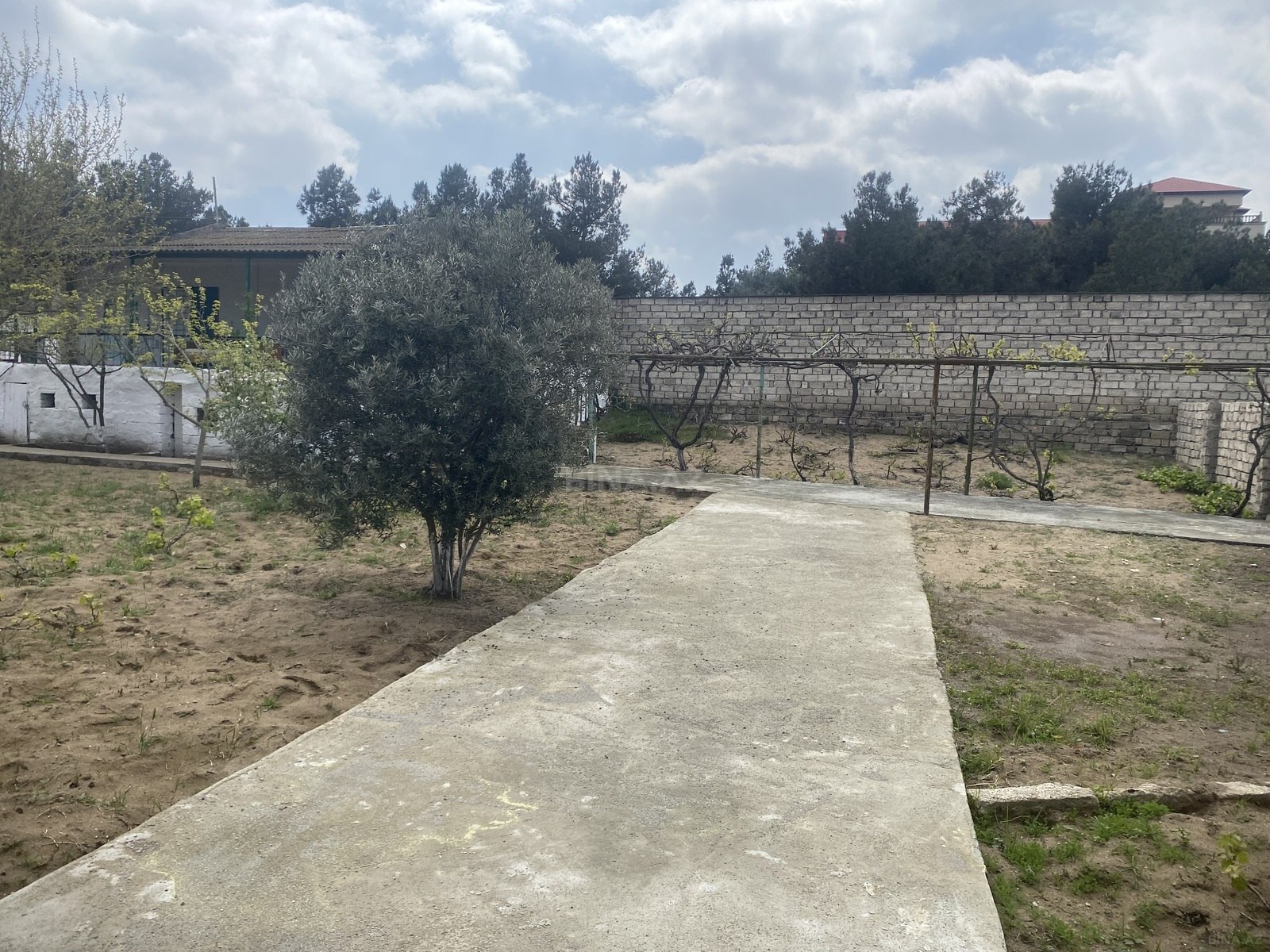 Torpaq Buzovna q., Bakı
