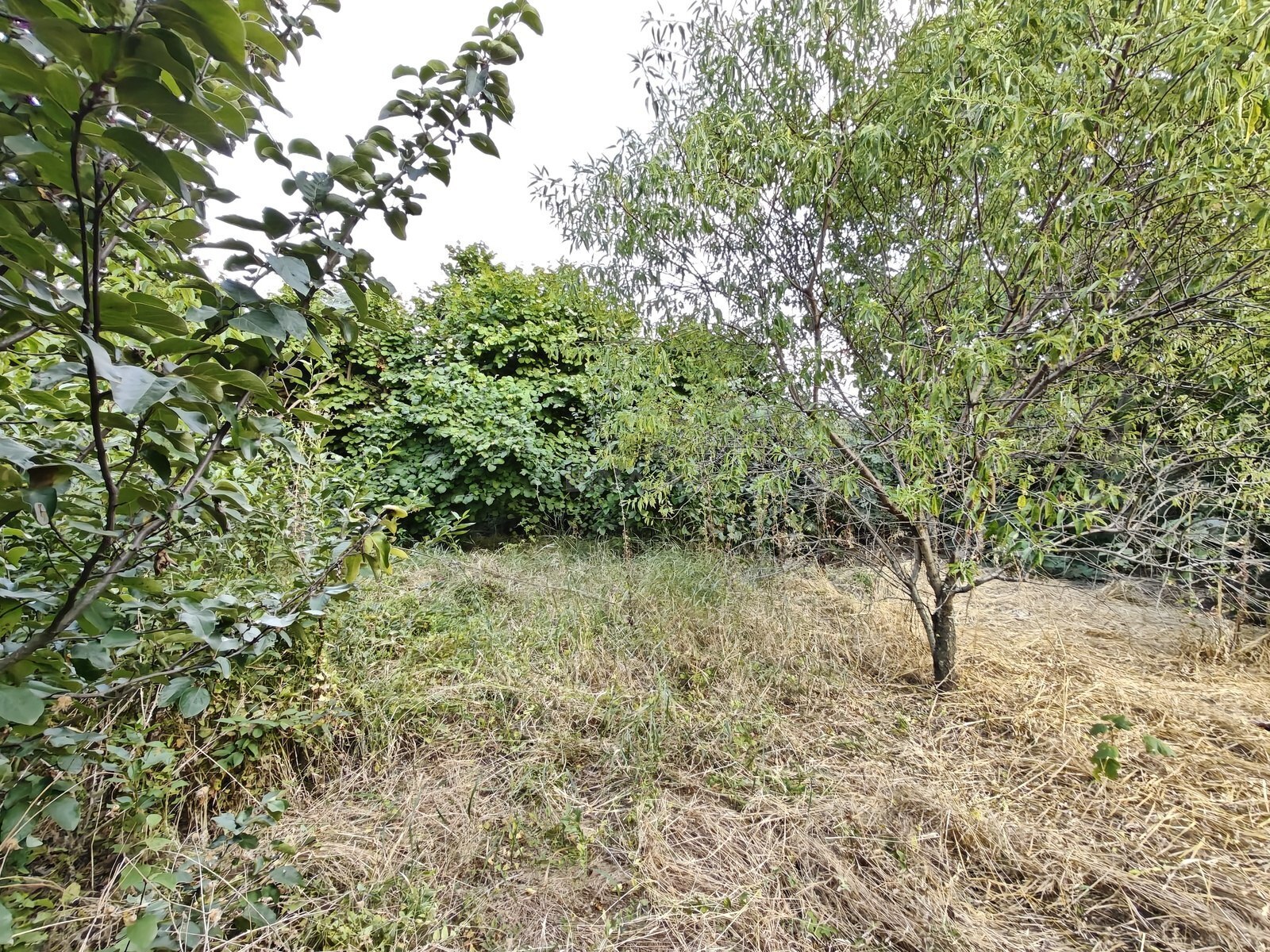5 otaqlı Həyət evi/Bağ evi, Şamaxı