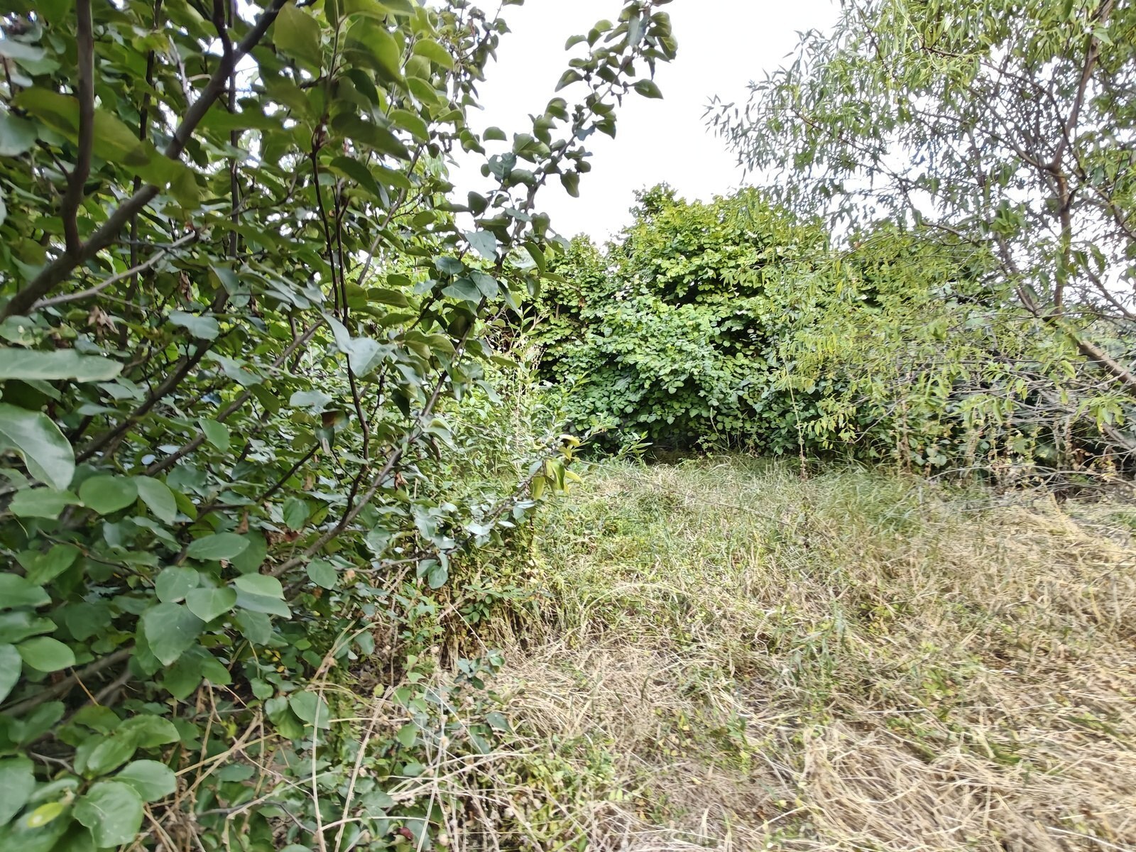 5 otaqlı Həyət evi/Bağ evi, Şamaxı