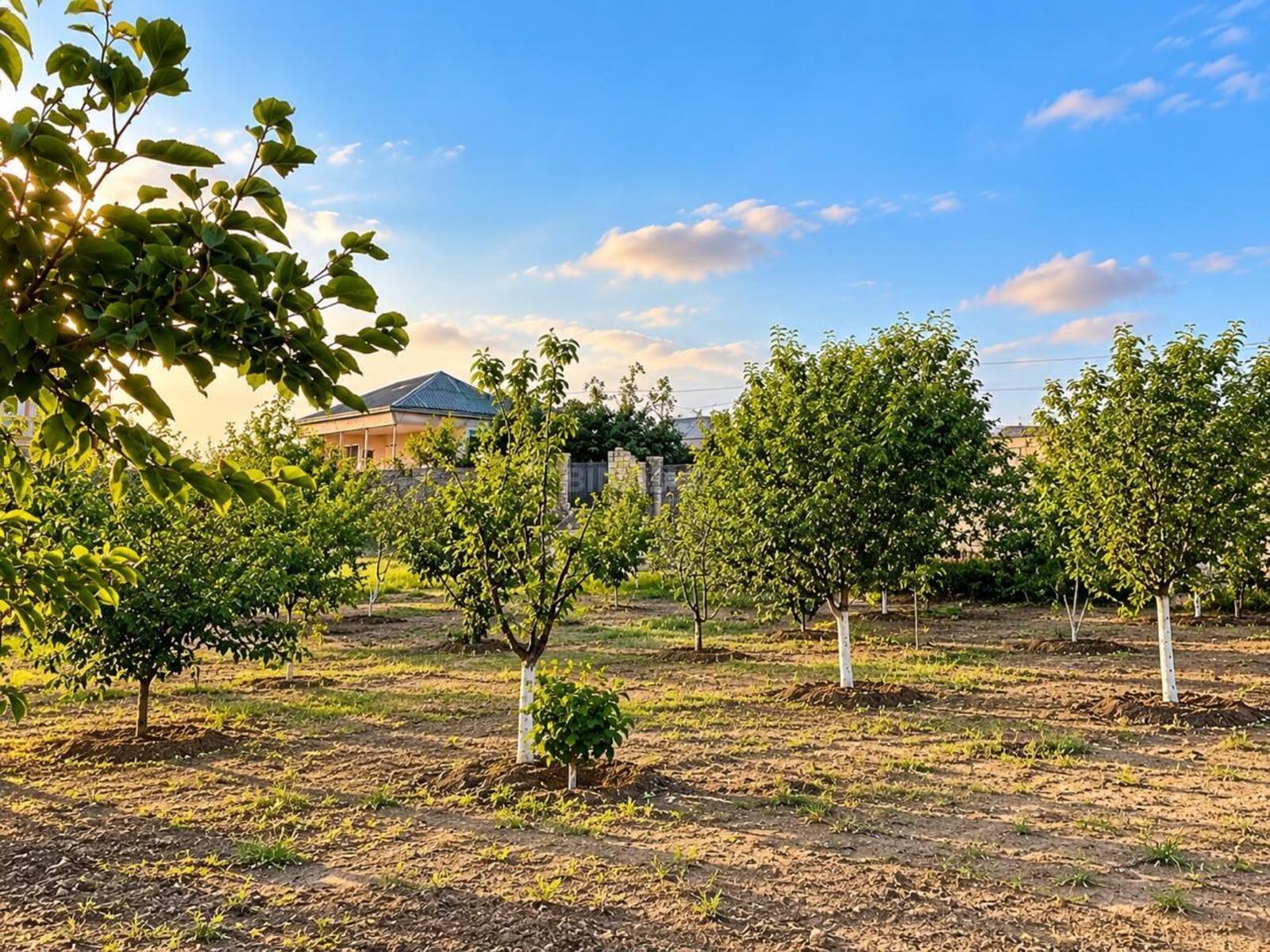 6 otaqlı Həyət evi/Bağ evi, Saray q., Bakı