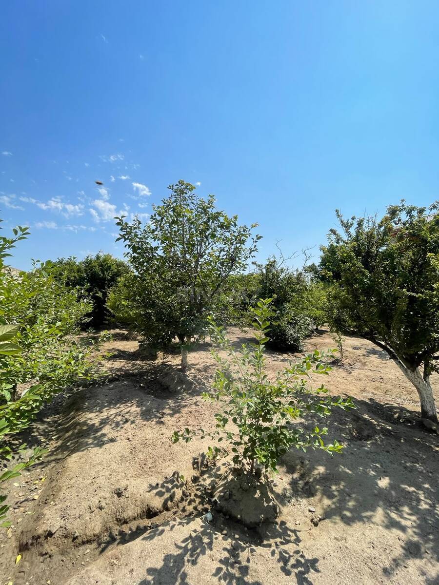 7 otaqlı Həyət evi/Bağ evi, Saray q., Bakı