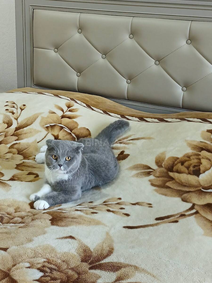 3 otaqlı Yeni tikili, Sumqayıt