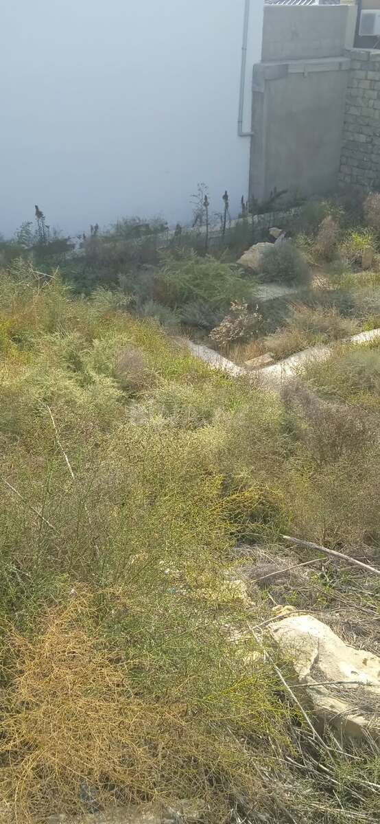 Torpaq satılır, Badamdar, Bakı