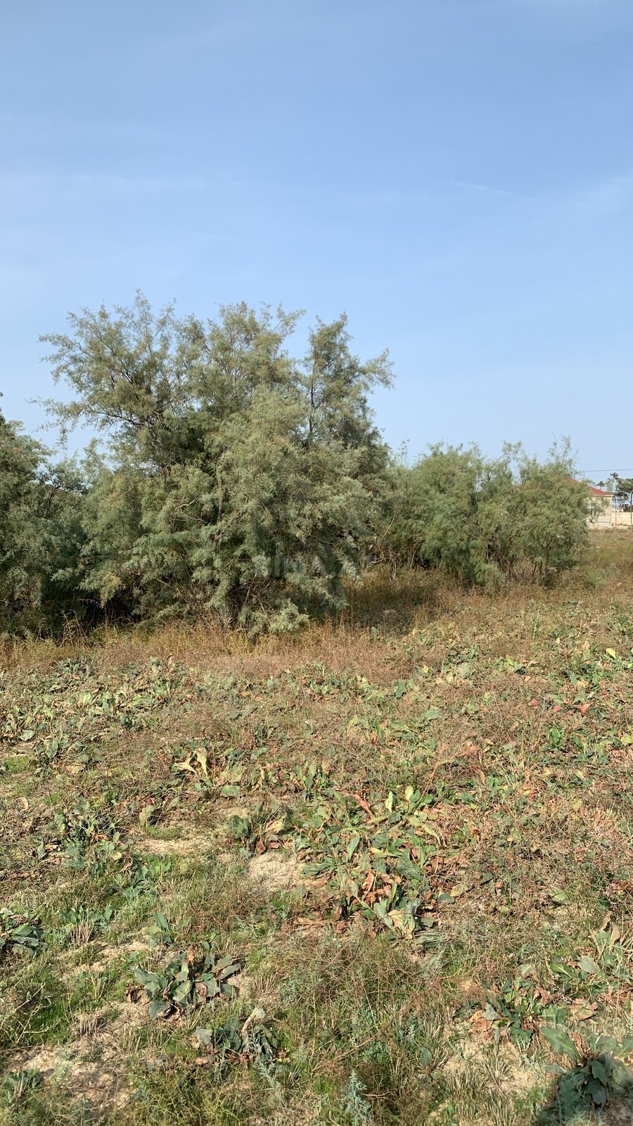 Torpaq satılır, Ramana, Bakı