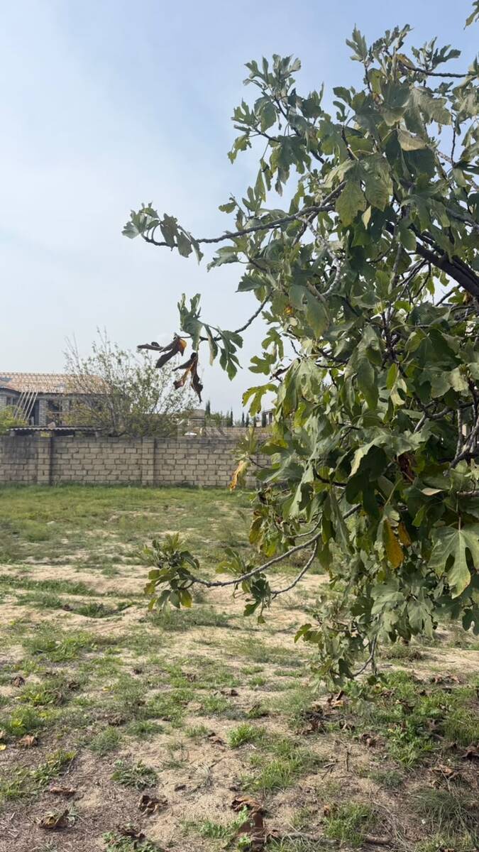 Land for sale, Novkhani, Absheron