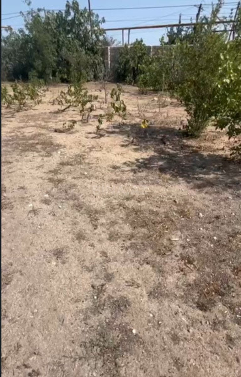 Torpaq satılır, Albalılıq, Bakı