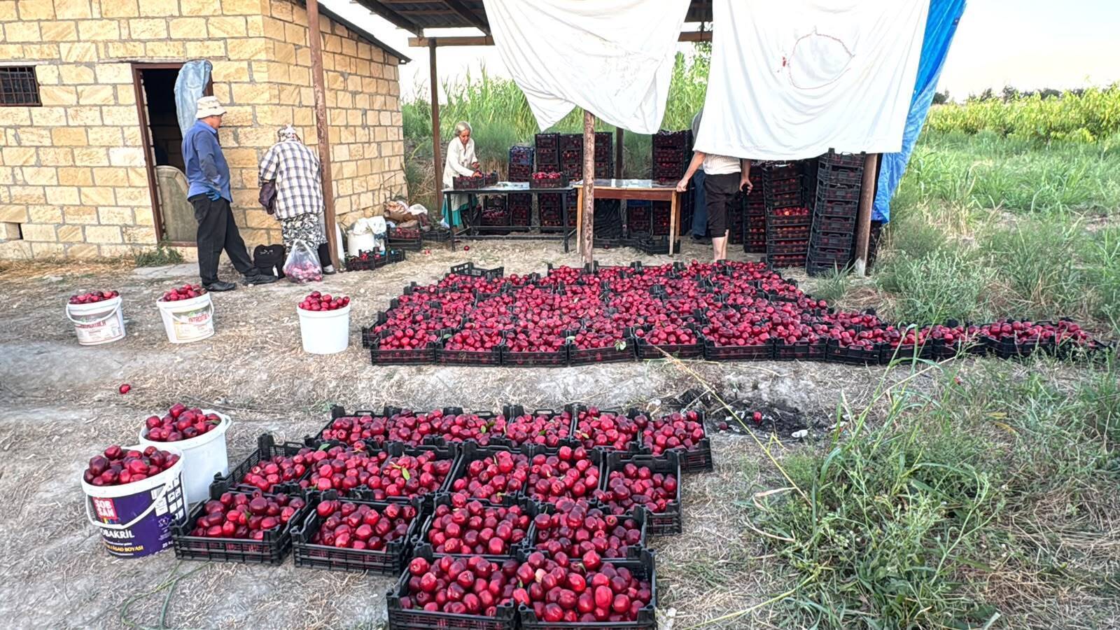 Torpaq satılır, Xaçmaz, Xaçmaz