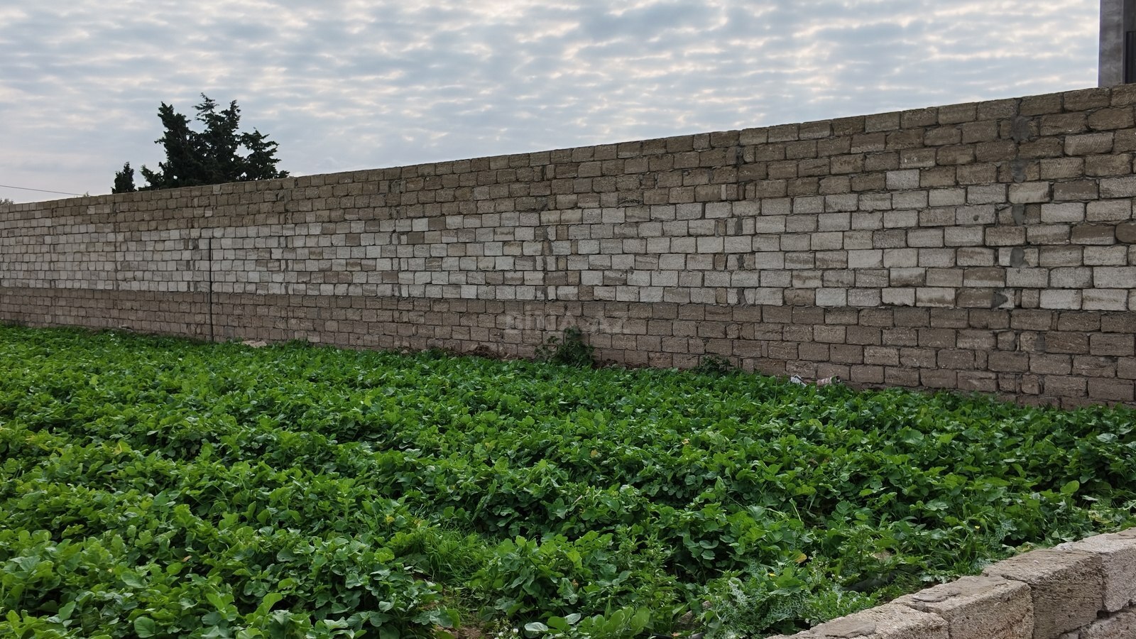 Torpaq satılır, Buzovna, Bakı