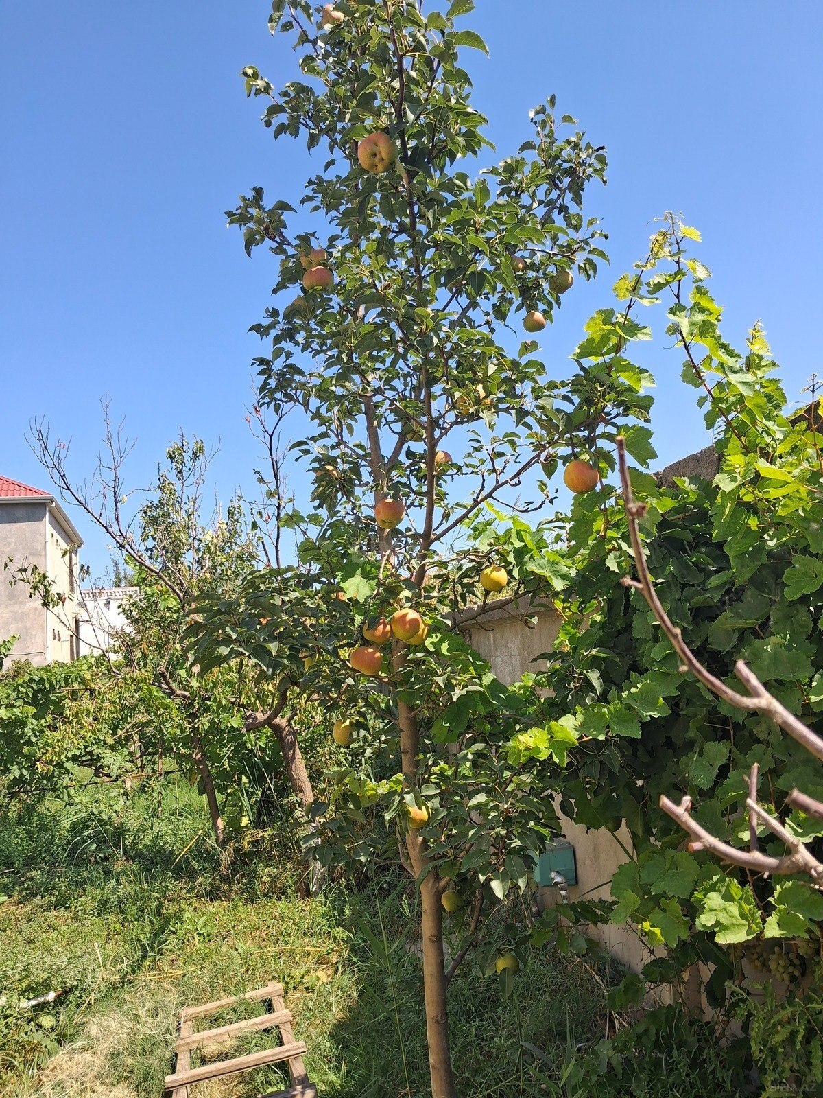 Land for sale, Pirshagi, Baku