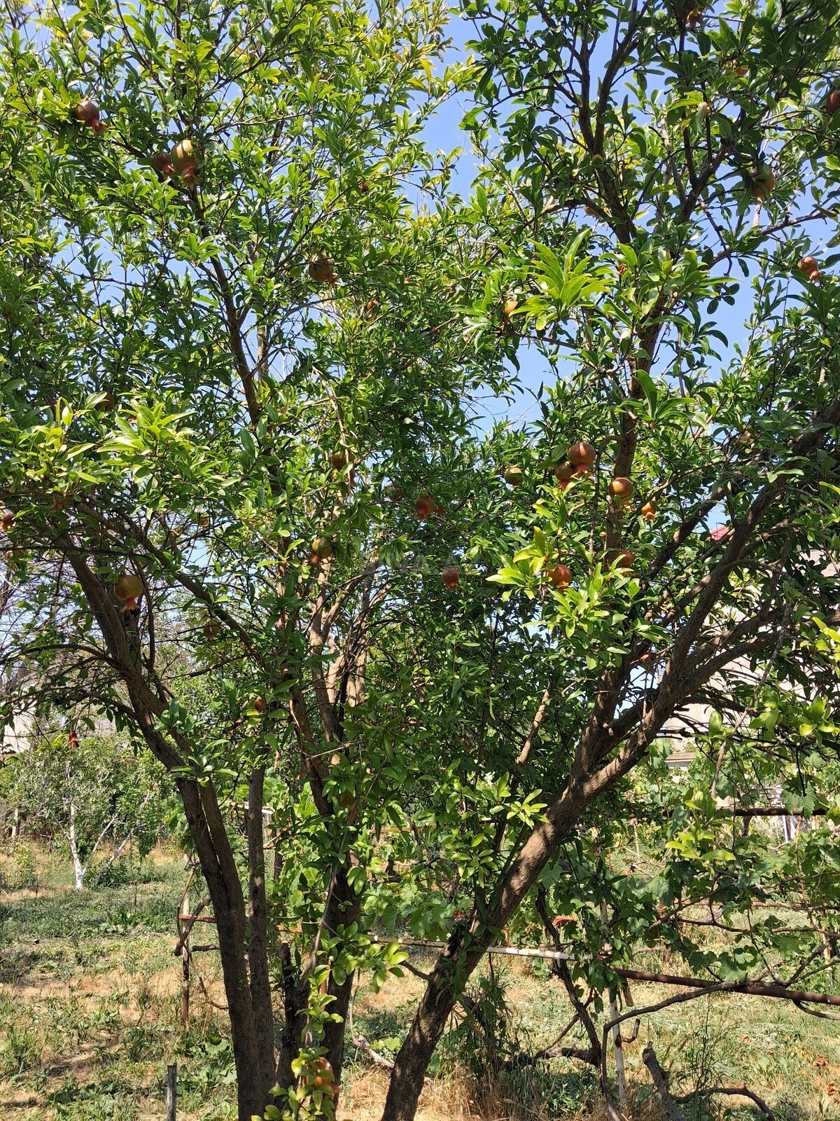 Land for sale, Pirshagi, Baku