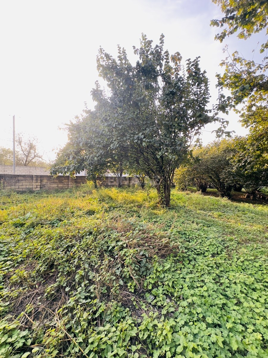 Land for sale, Nohurgishlag, Gabala