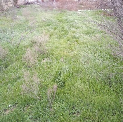 Torpaq Badamdar q., Bakı