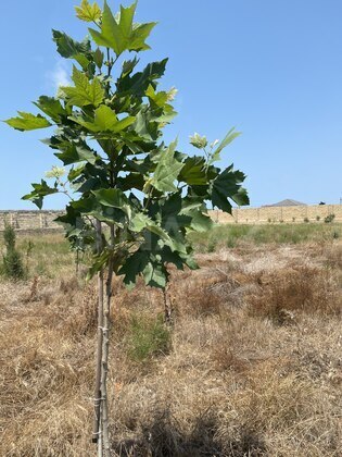 Torpaq Nardaran q., Bakı