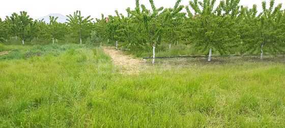Torpaq Quba