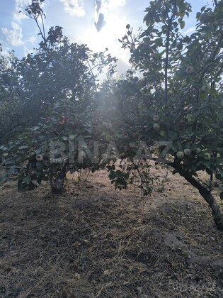 Torpaq Novxanı q., Bakı