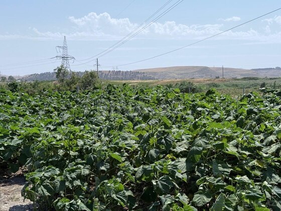 Torpaq Şabran