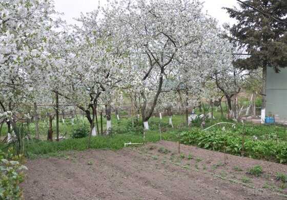 6 otaqlı Həyət evi/Bağ evi, Şamaxı