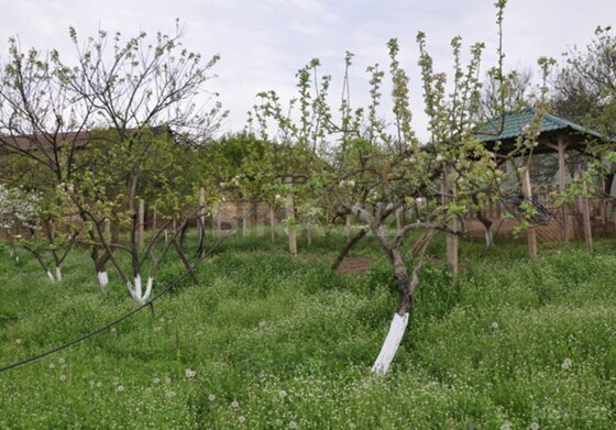 6 otaqlı Həyət evi/Bağ evi, Şamaxı