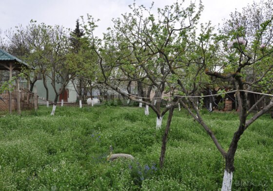 6 otaqlı Həyət evi/Bağ evi, Şamaxı
