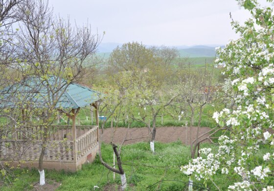 6 otaqlı Həyət evi/Bağ evi, Şamaxı