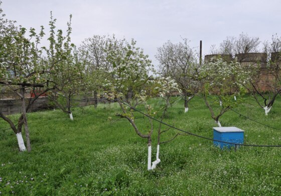6 otaqlı Həyət evi/Bağ evi, Şamaxı