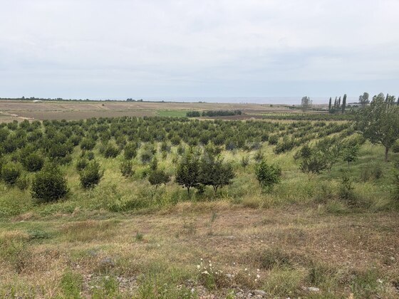 Torpaq Tovuz