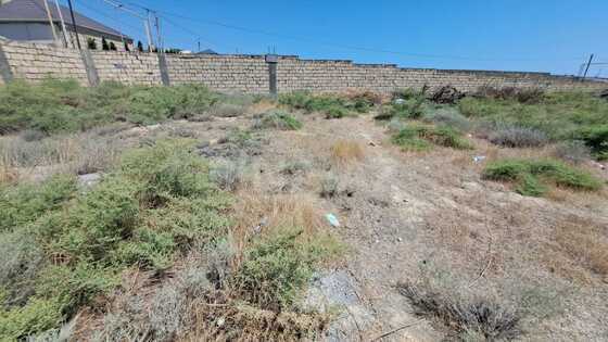 Torpaq Badamdar q., Bakı